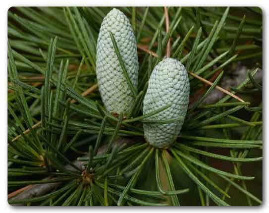  Himachal Pradesh State tree, Deodar cedar, Cedrus deodara